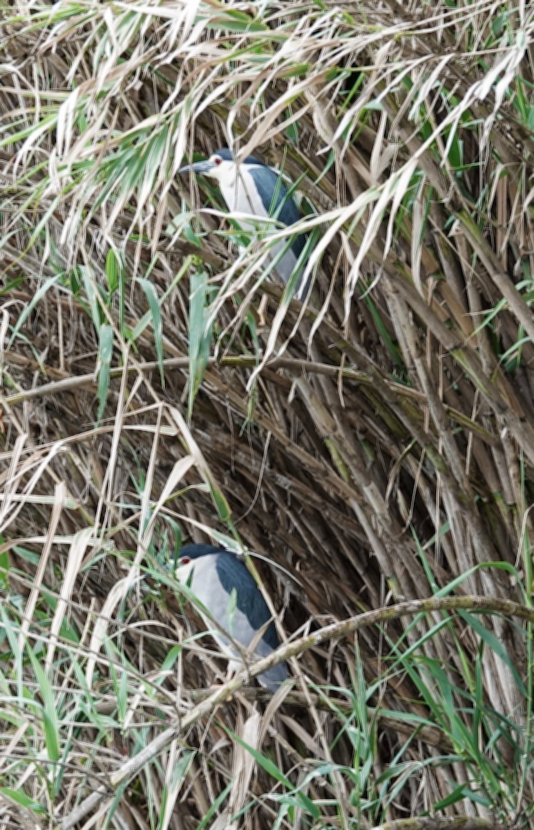 Black-crowned Night Heron - ML153185951