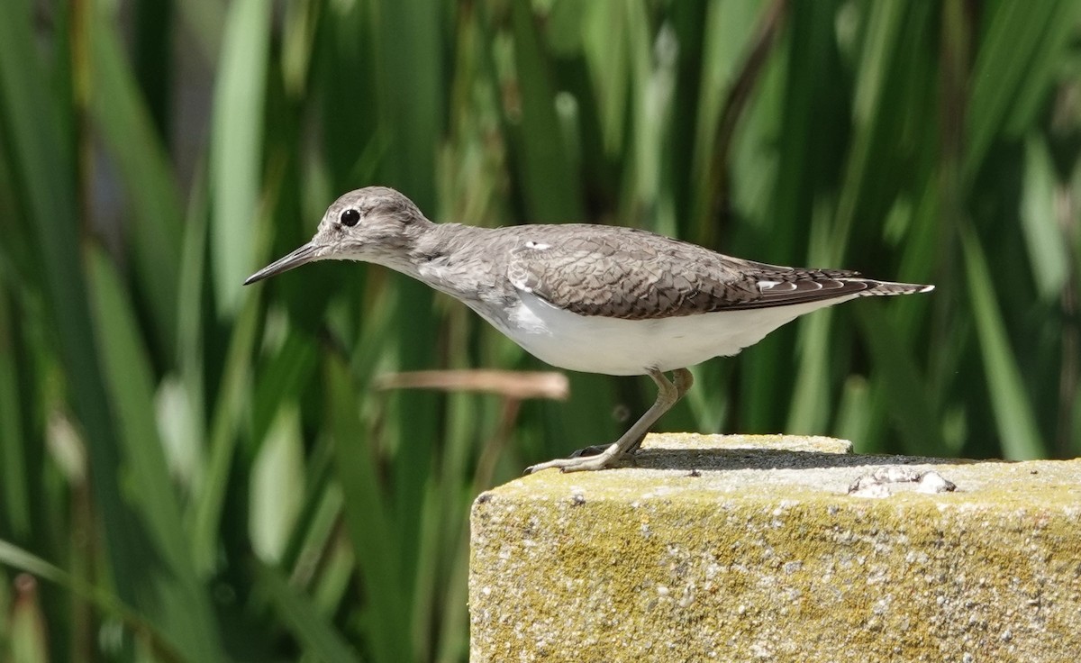 Common Sandpiper - ML153186041