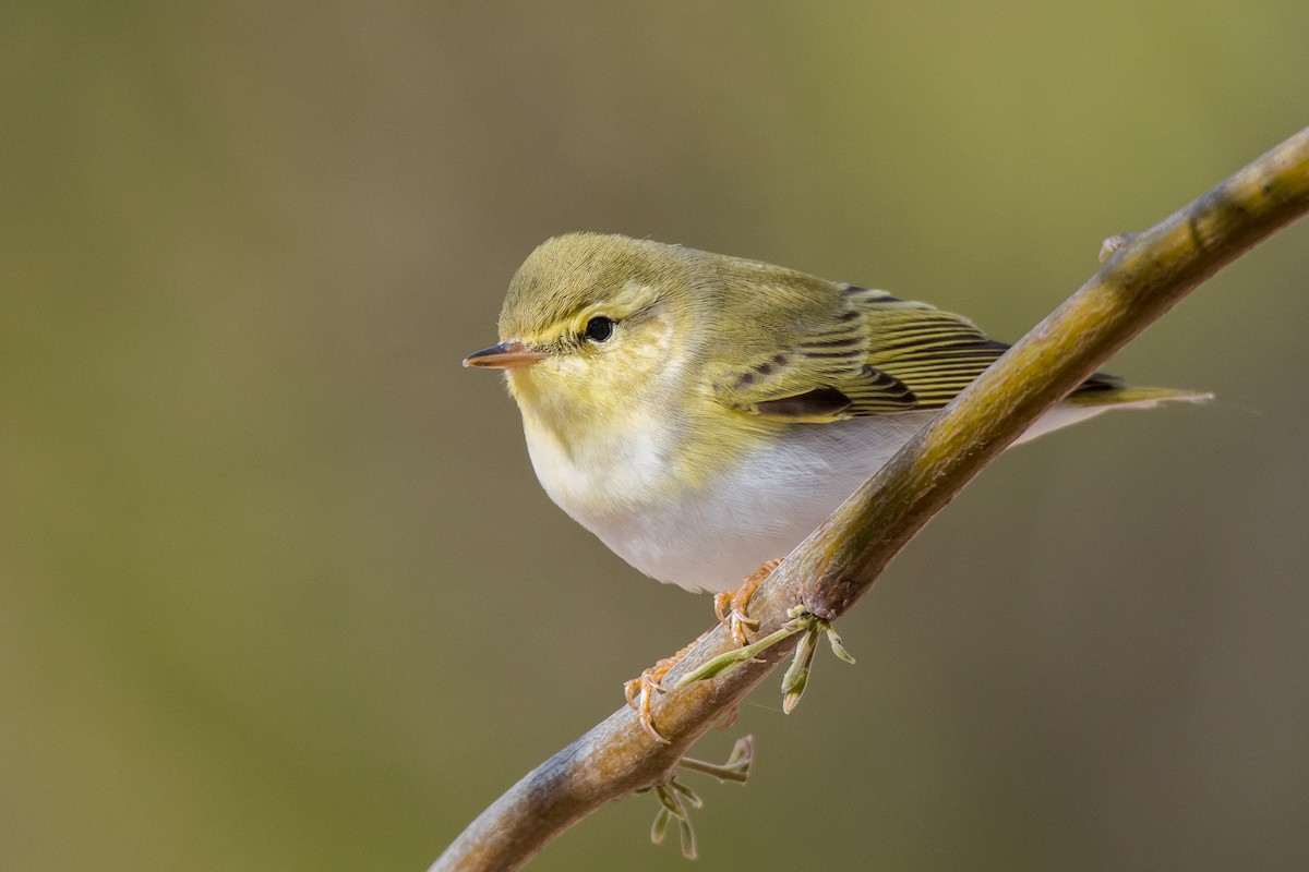 Wood Warbler - Uri Stoffman