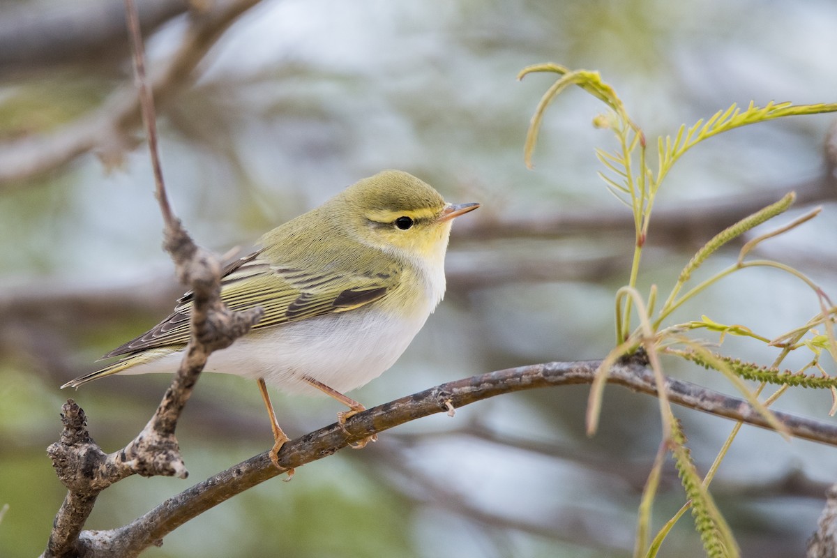 Wood Warbler - Uri Stoffman