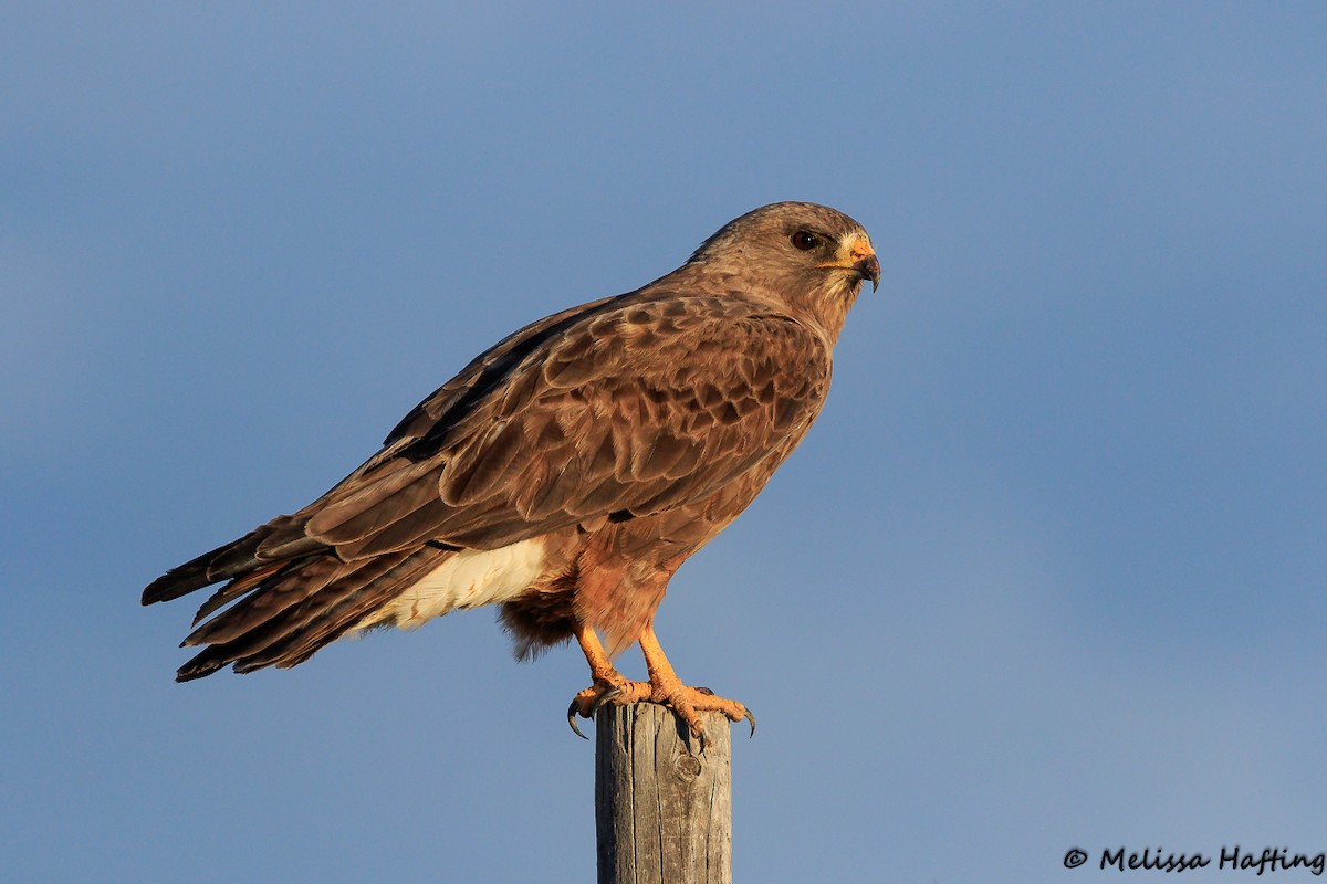 Swainson's Hawk - ML153189221