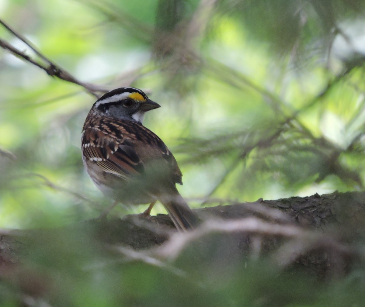 White-throated Sparrow - Robert Firehock