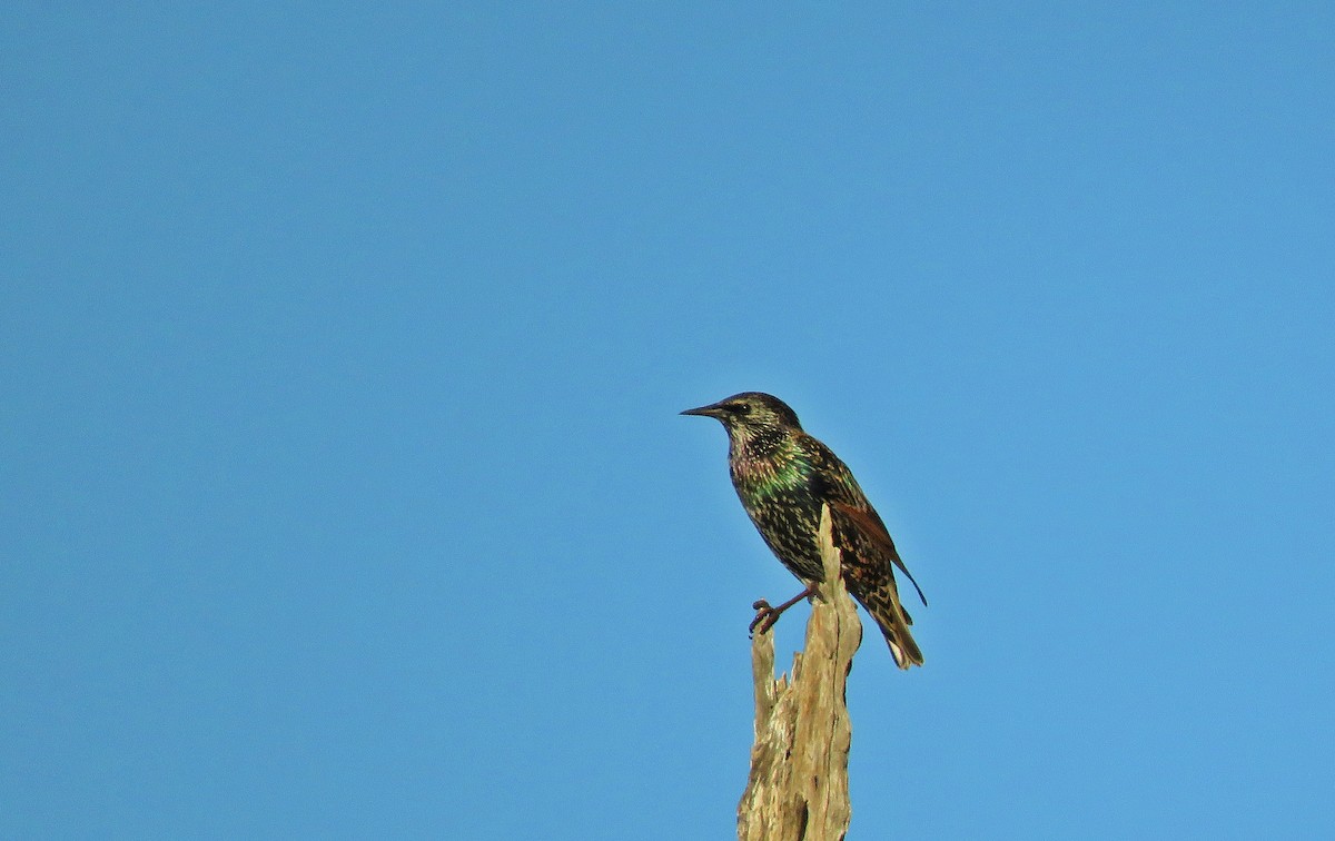 European Starling - ML153191321