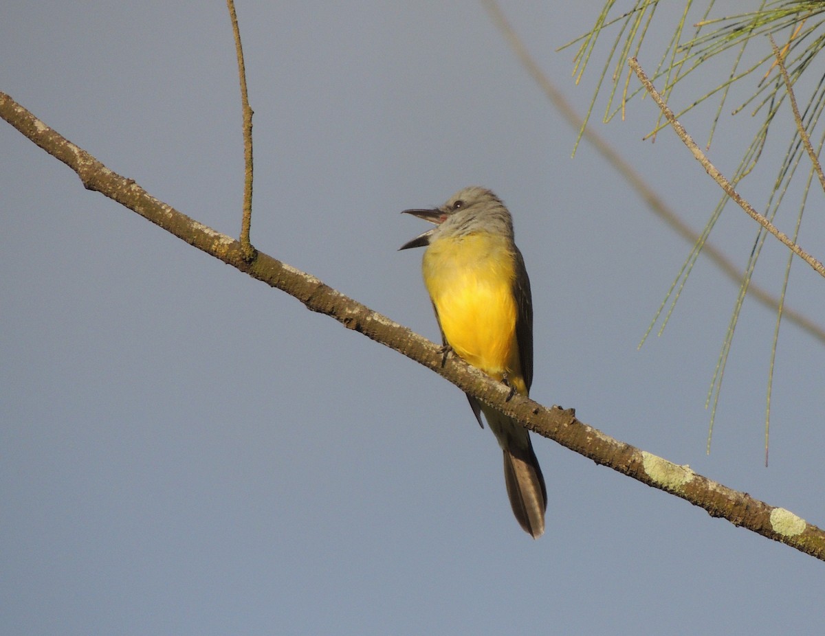 Tropical Kingbird - ML153192961