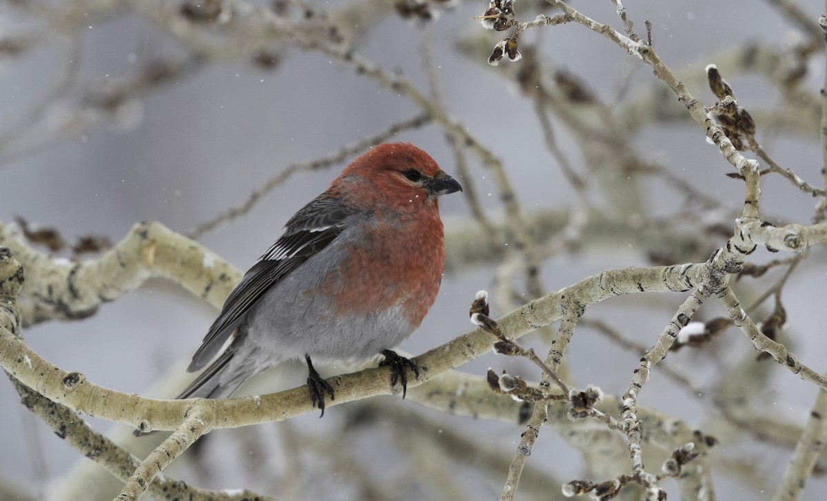 Pine Grosbeak - Peter Seubert