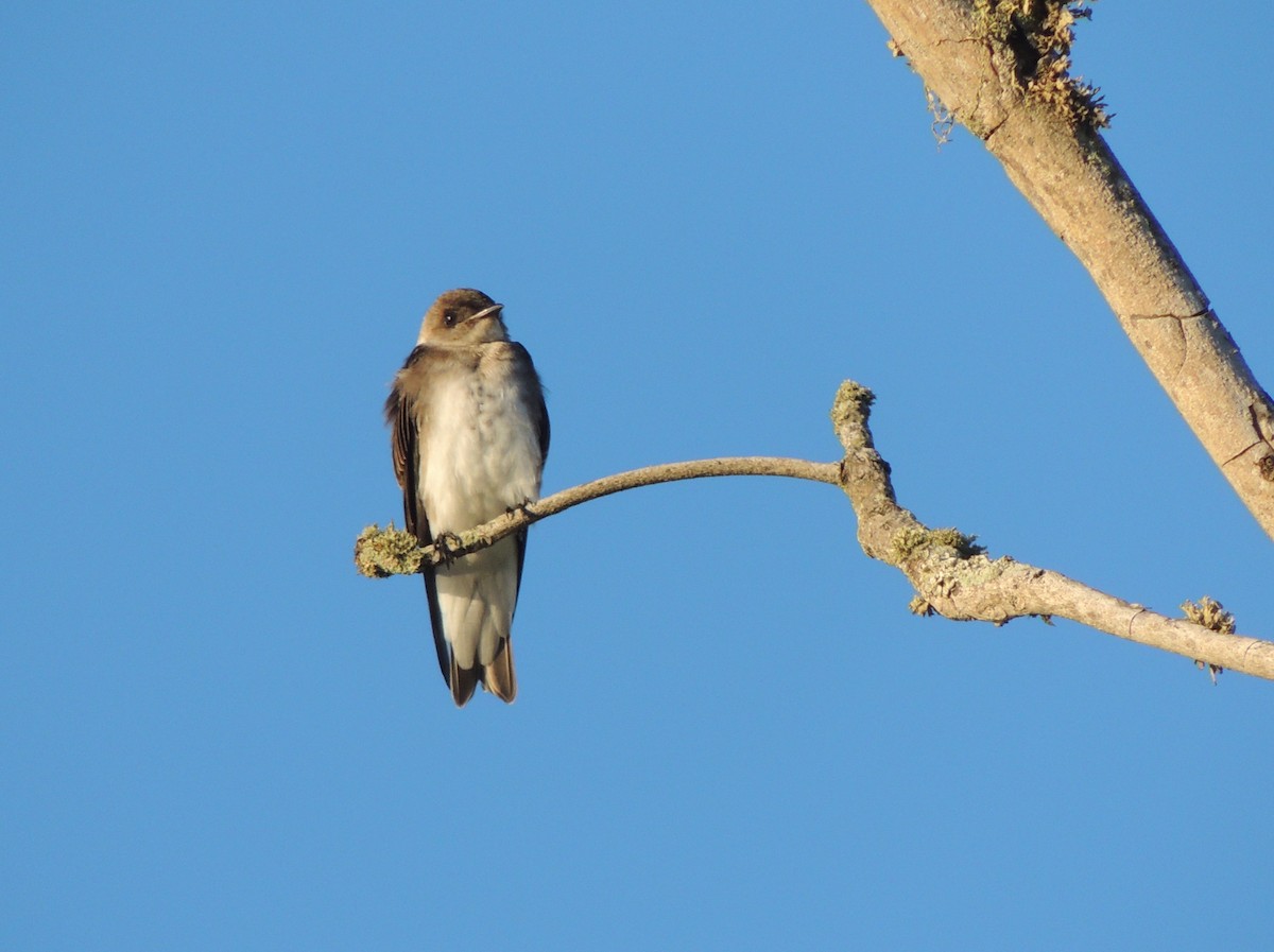 Brown-chested Martin - ML153193781