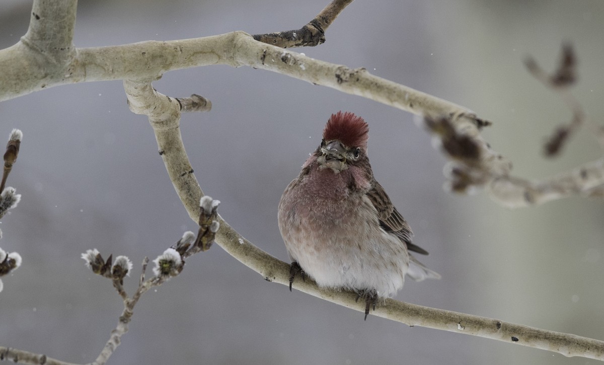 Cassin's Finch - ML153193891