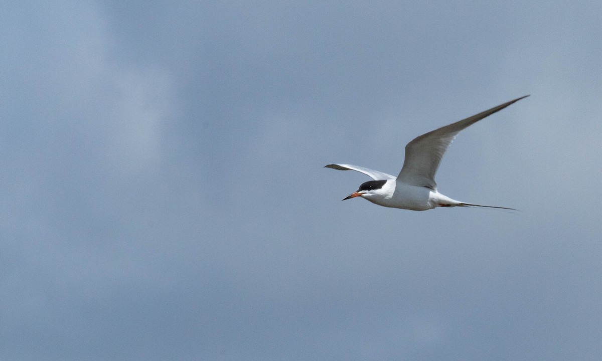 Forster's Tern - Paul Fenwick