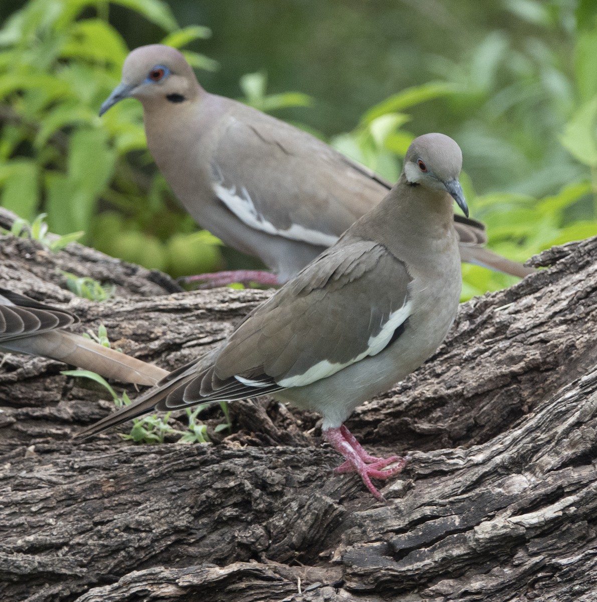 White-winged Dove - Scott Young