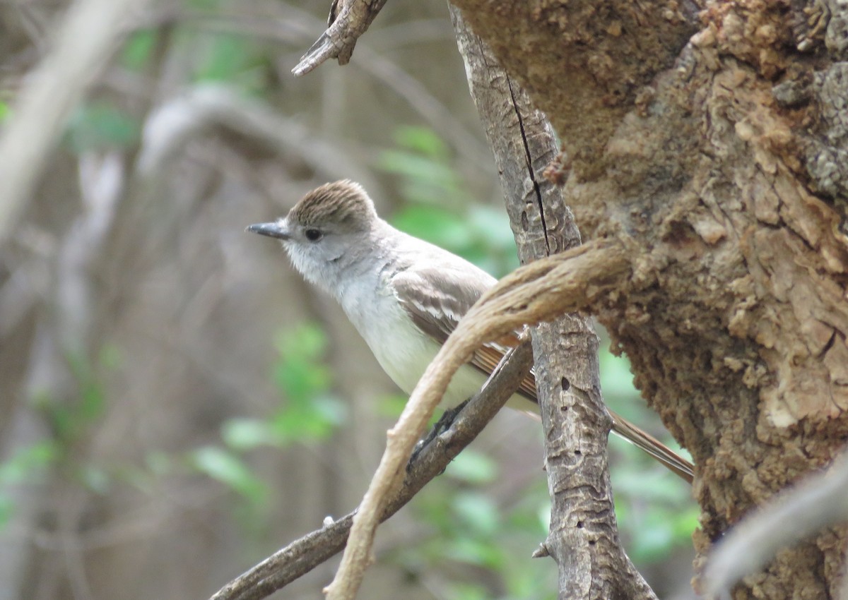 Ash-throated Flycatcher - Jim Crites