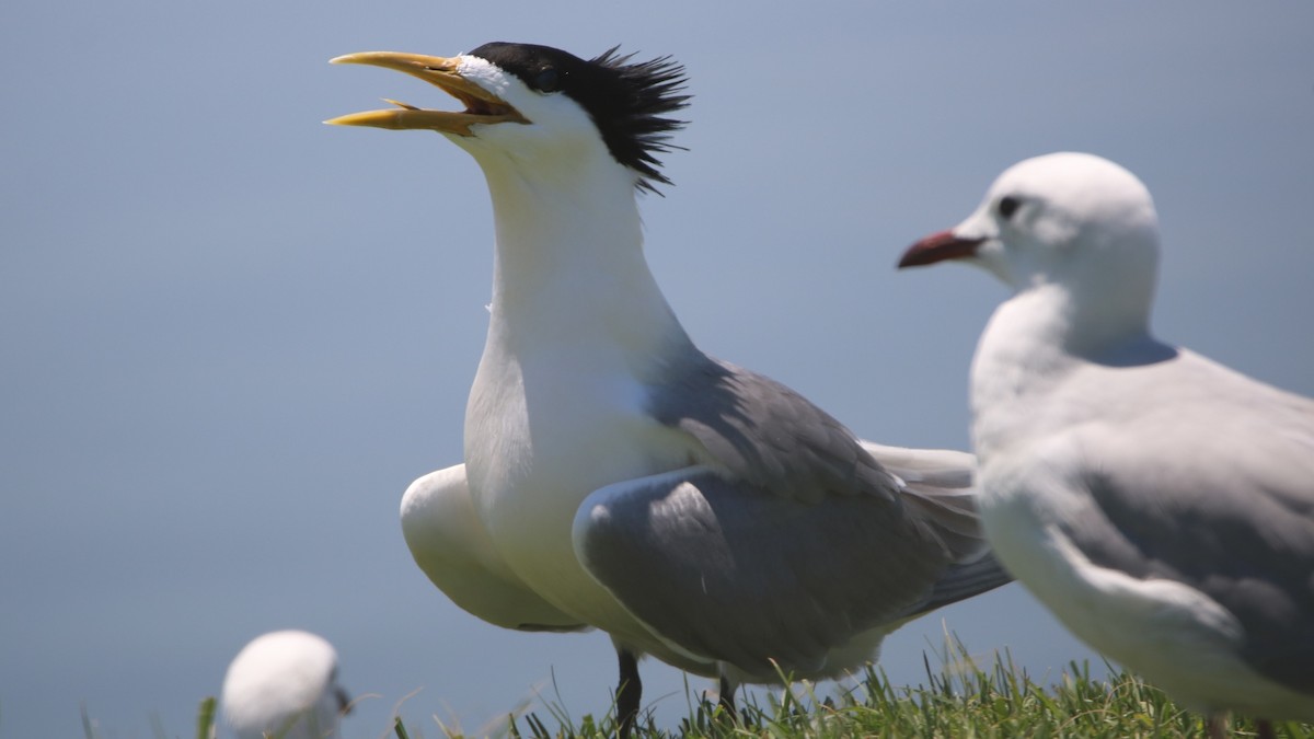 Great Crested Tern - Bez Bezuidenhout