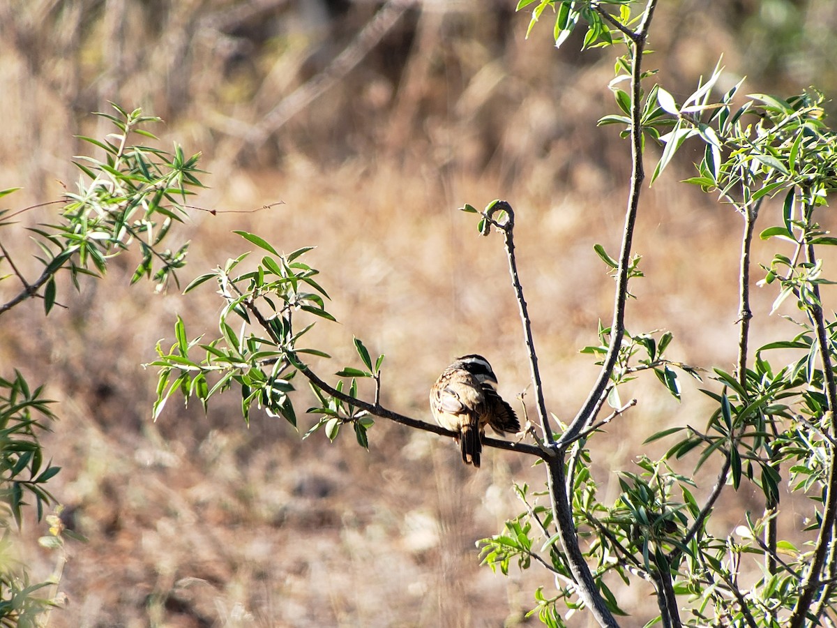 Stripe-headed Sparrow - ML153196641