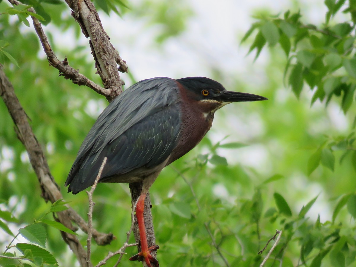 Green Heron - ML153198081