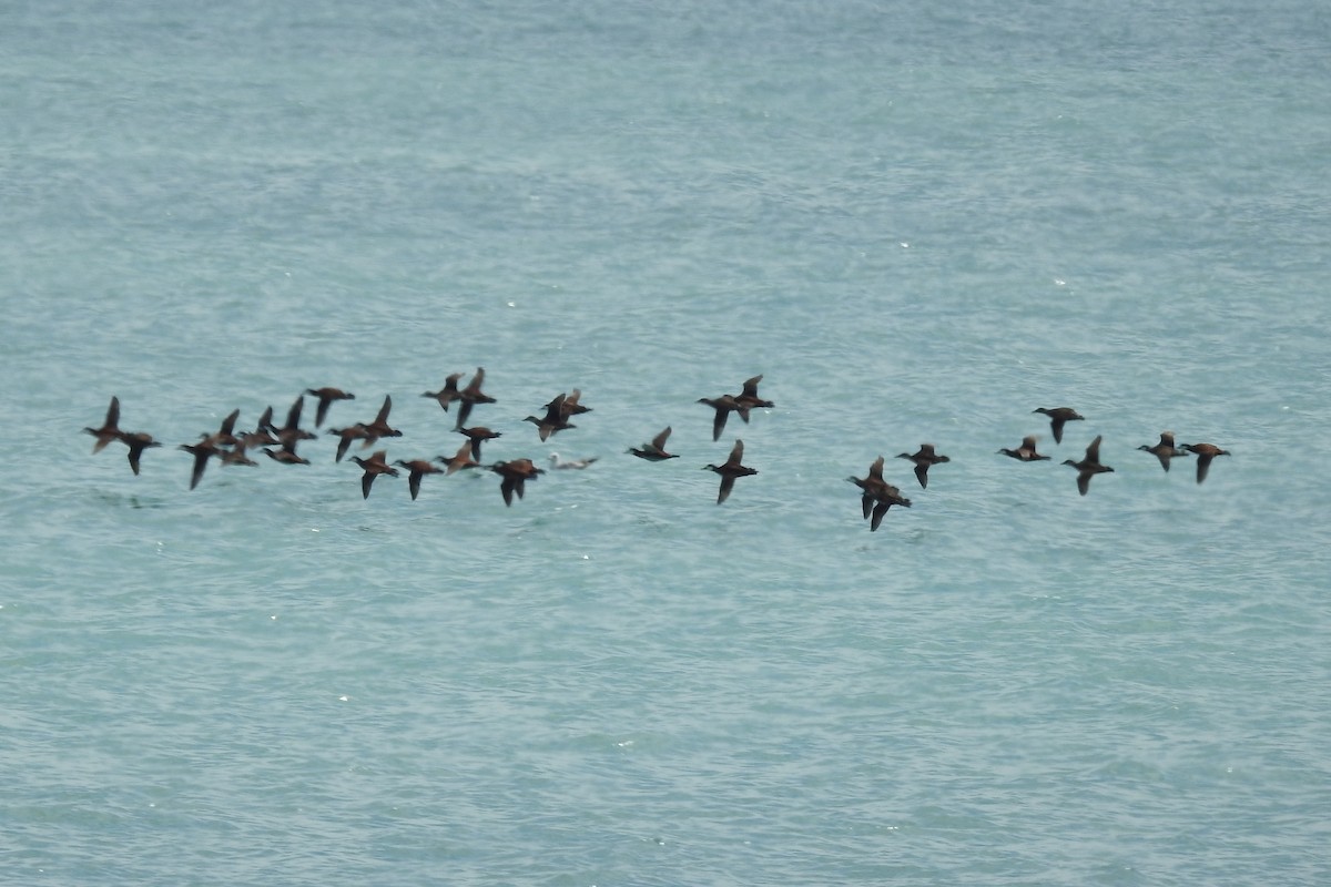 Ruddy Duck - ML153198551