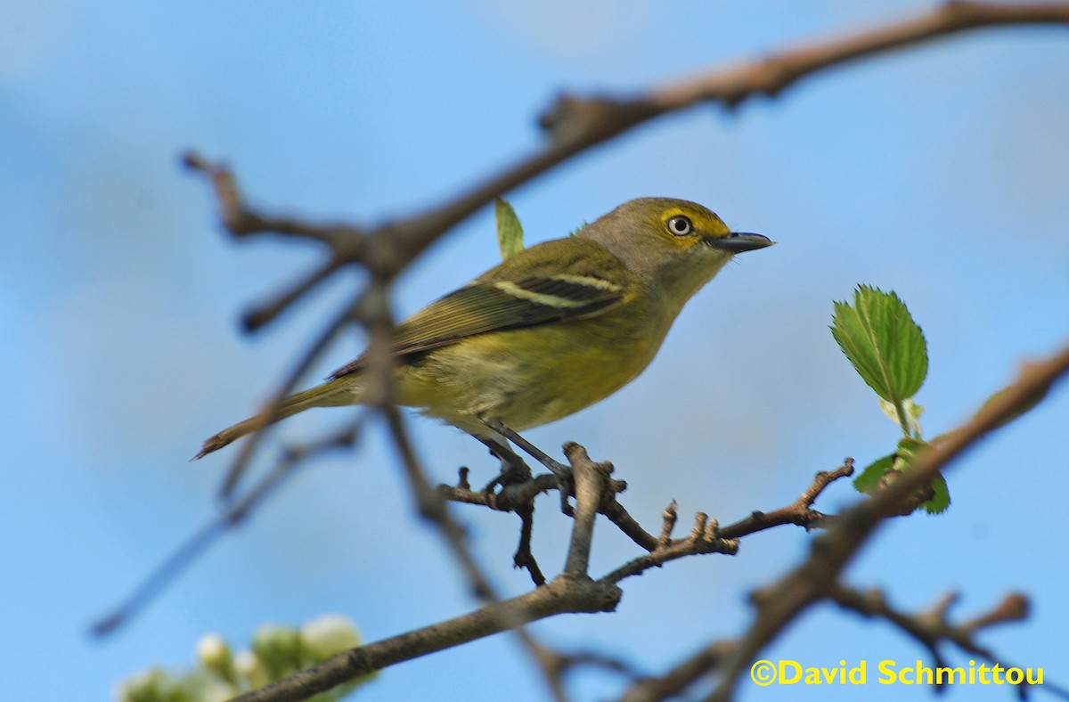 White-eyed Vireo - David Schmittou