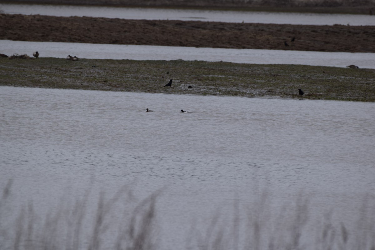 Greater Scaup - ML153200261