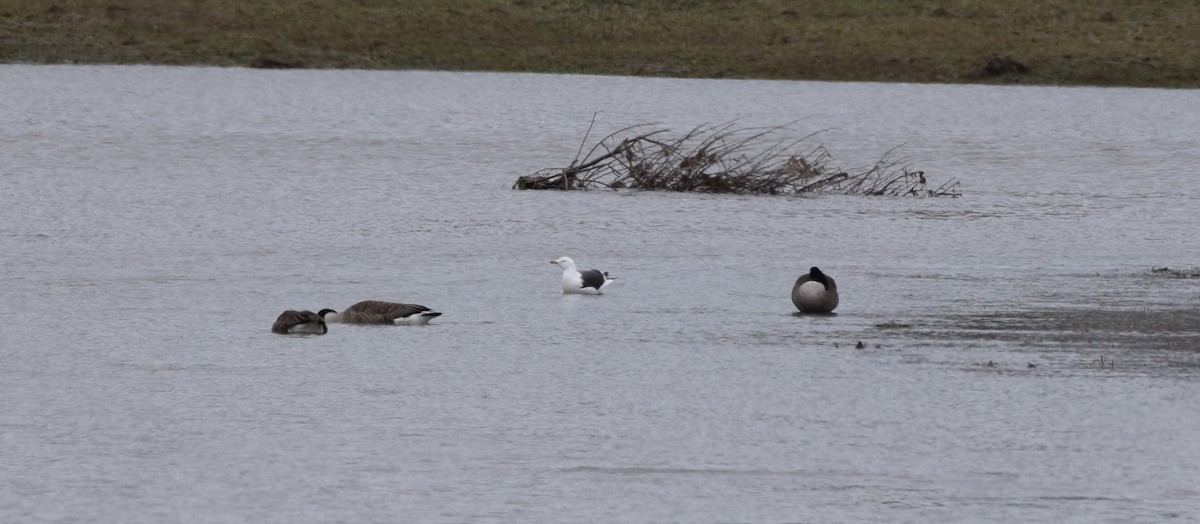 Lesser Black-backed Gull - ML153200351