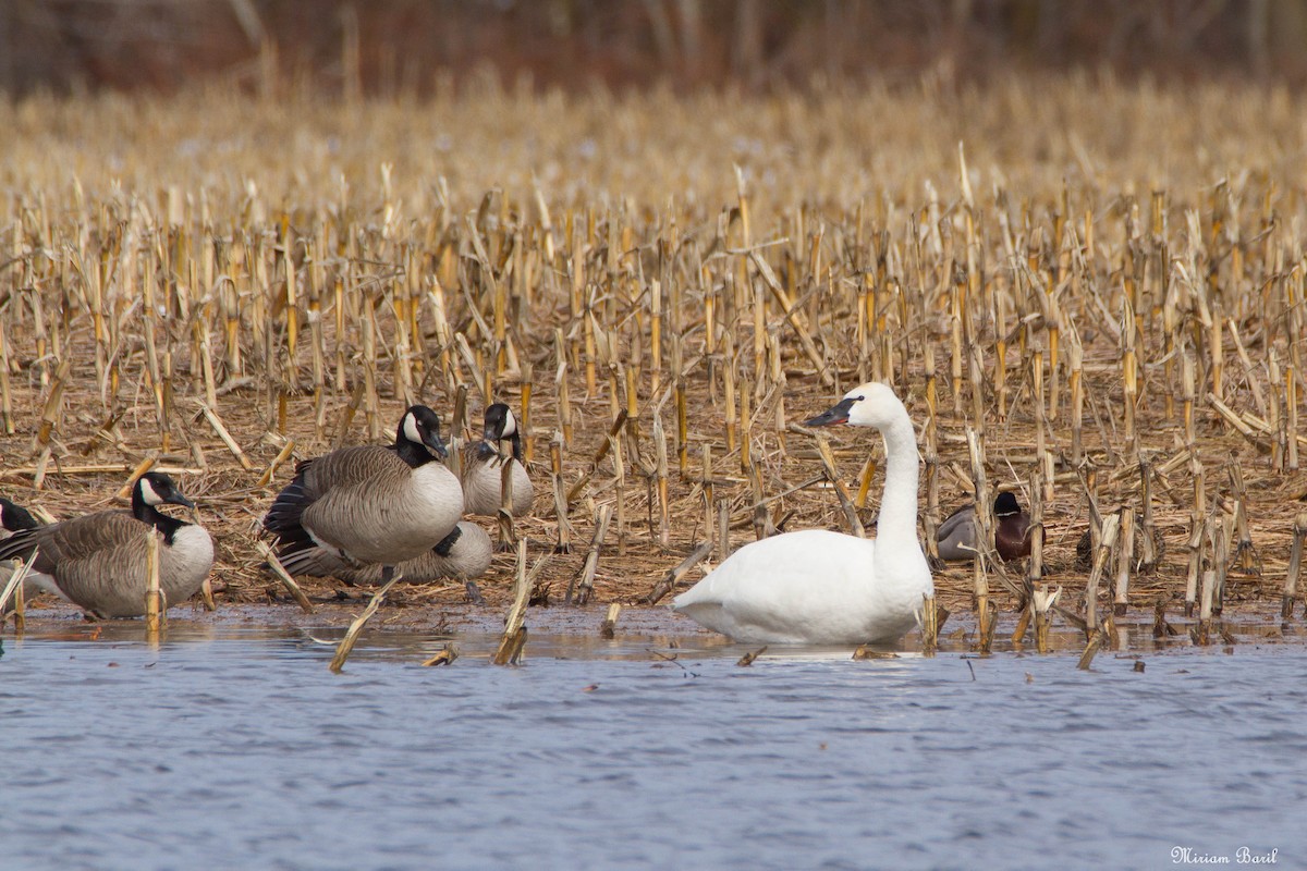 Tundra Swan - ML153203611