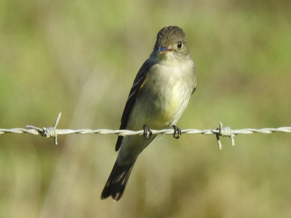 Northern Tropical Pewee - Jan Meerman