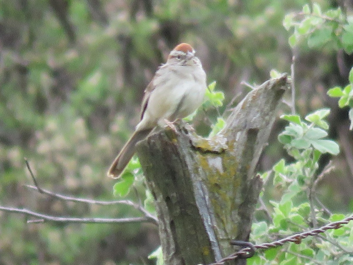 Rufous-crowned Sparrow - ML153205101