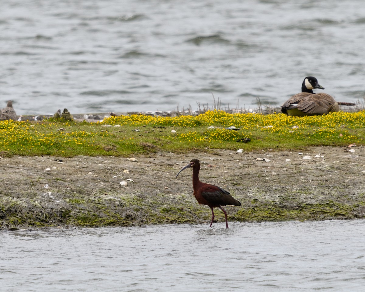 White-faced Ibis - ML153205111