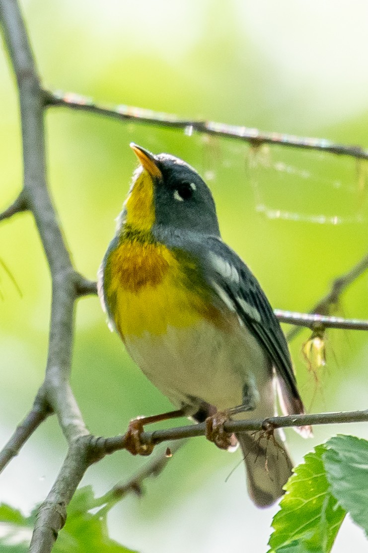 Northern Parula - ML153205351