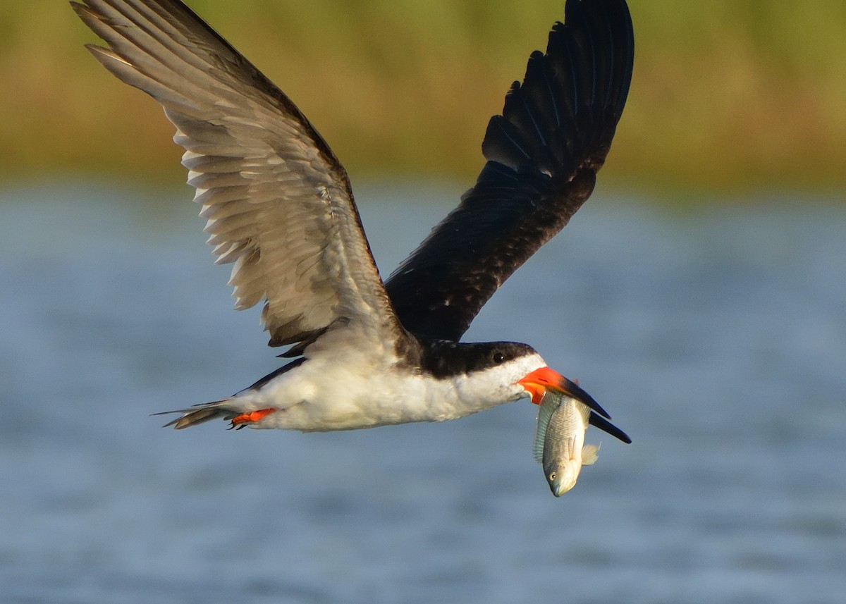 Black Skimmer - Michiel Oversteegen