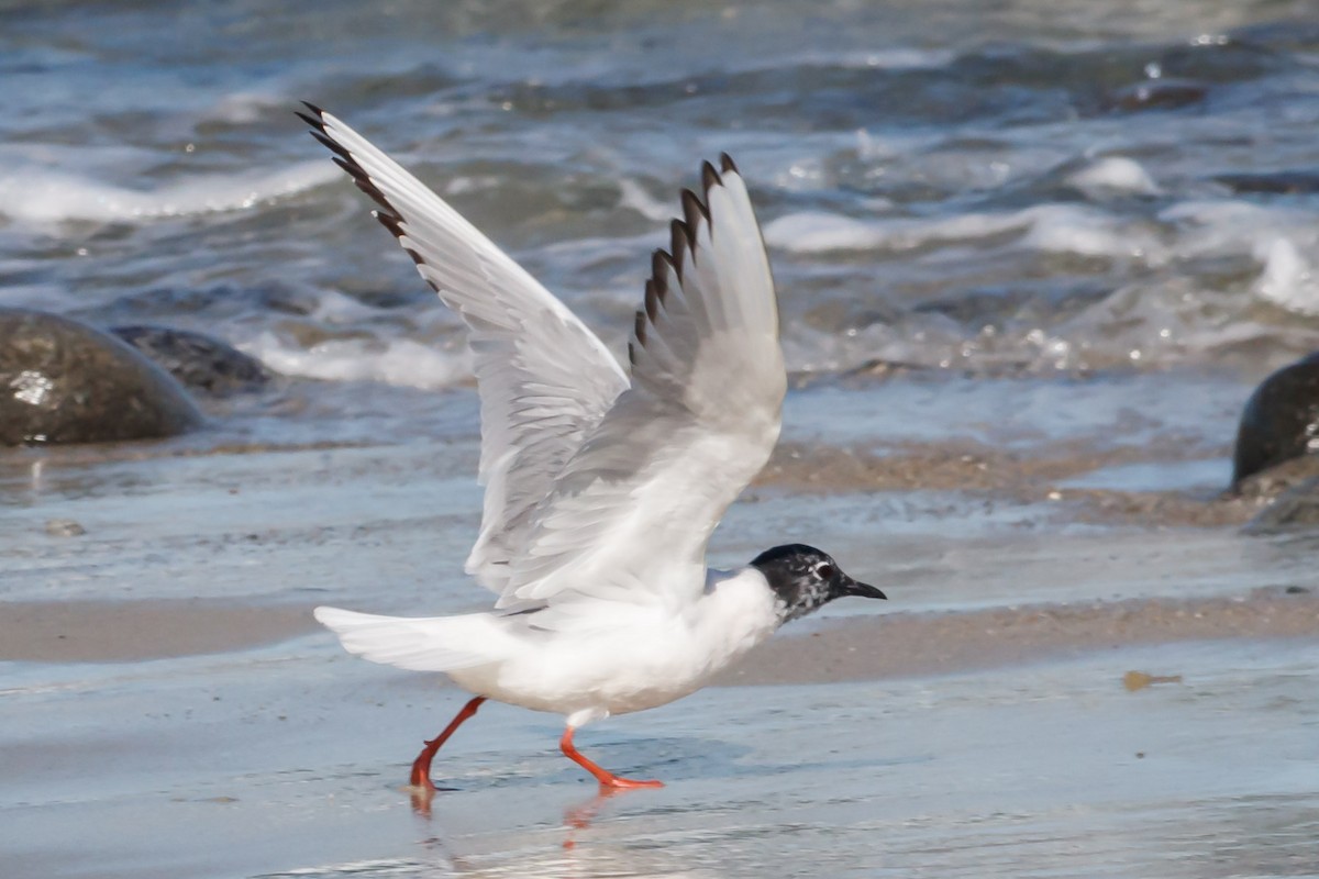 Bonaparte's Gull - ML153207011