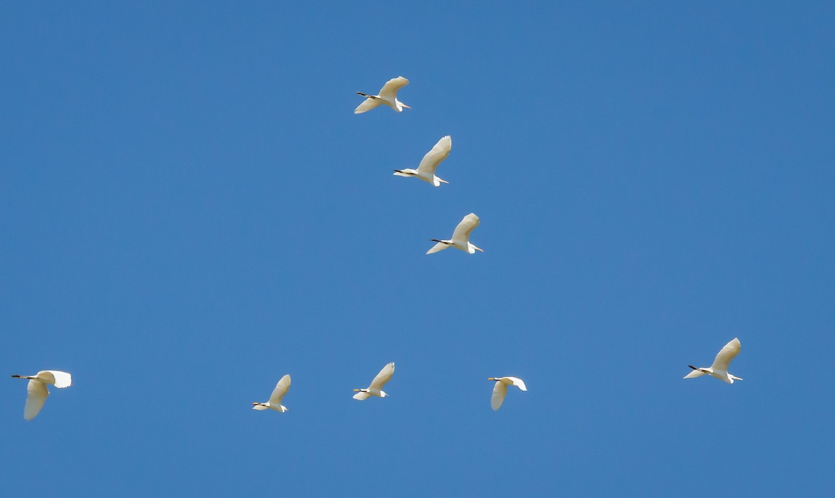 Great Egret - ML153207441