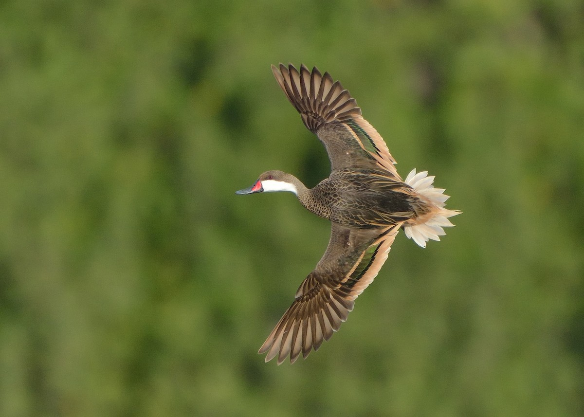 White-cheeked Pintail - ML153207601