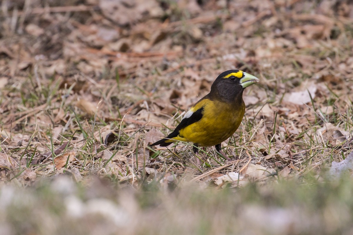 Evening Grosbeak - ML153208251