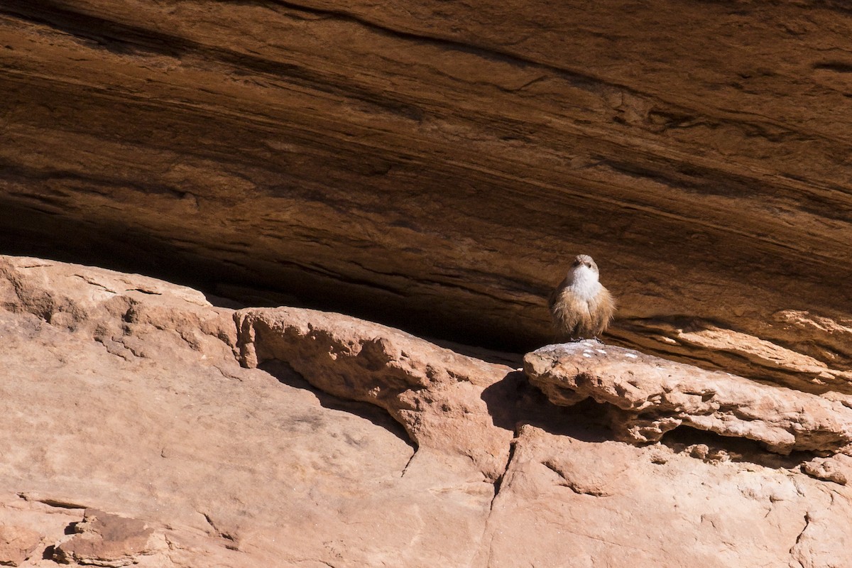 Canyon Wren - Simon Lane