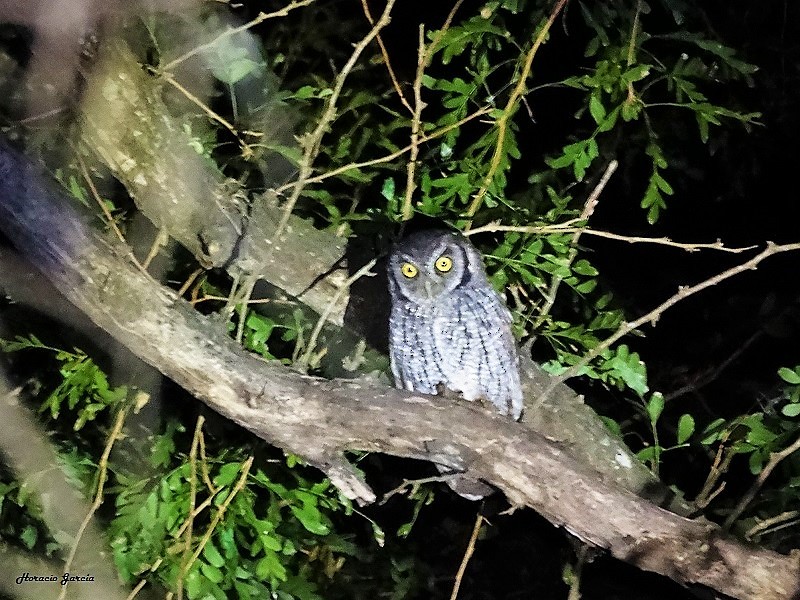 Tropical Screech-Owl - ML153209221