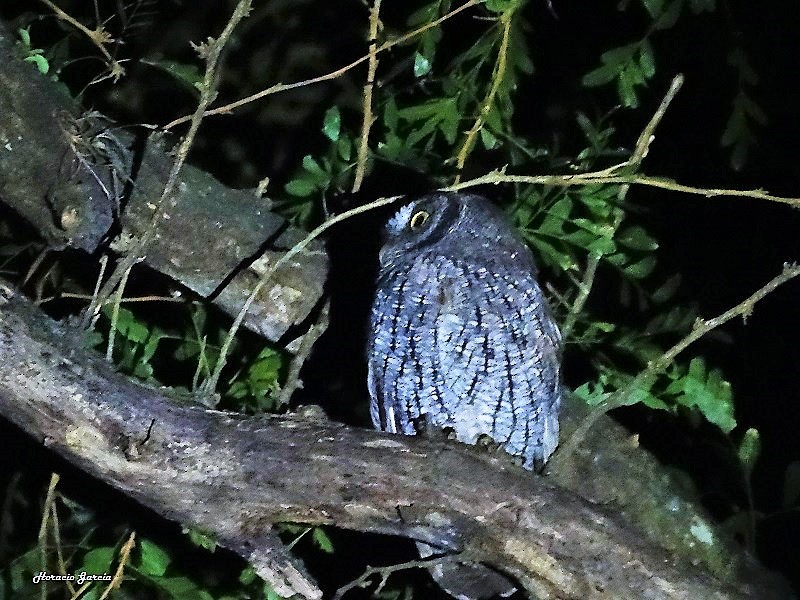 Tropical Screech-Owl - ML153209391