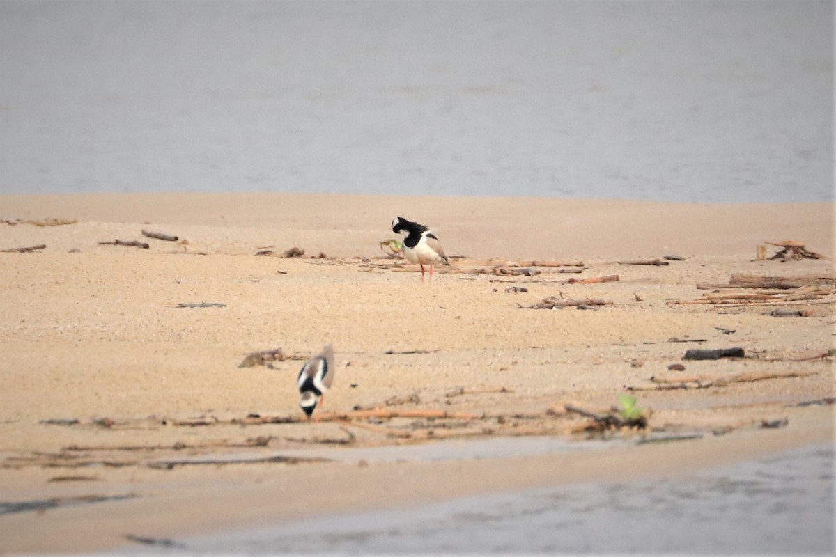 Pied Plover - Ken McKenna