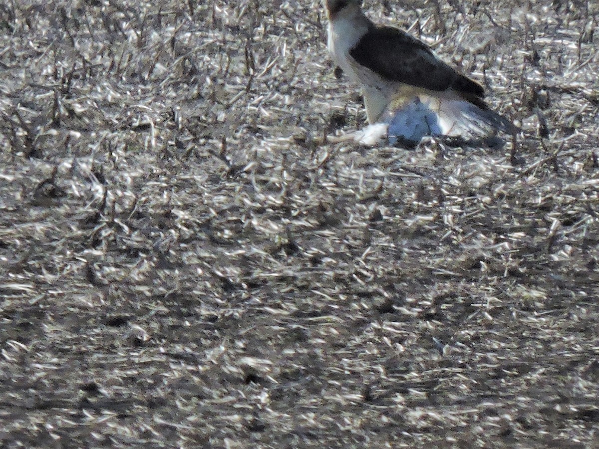 Red-tailed Hawk - ML153210831