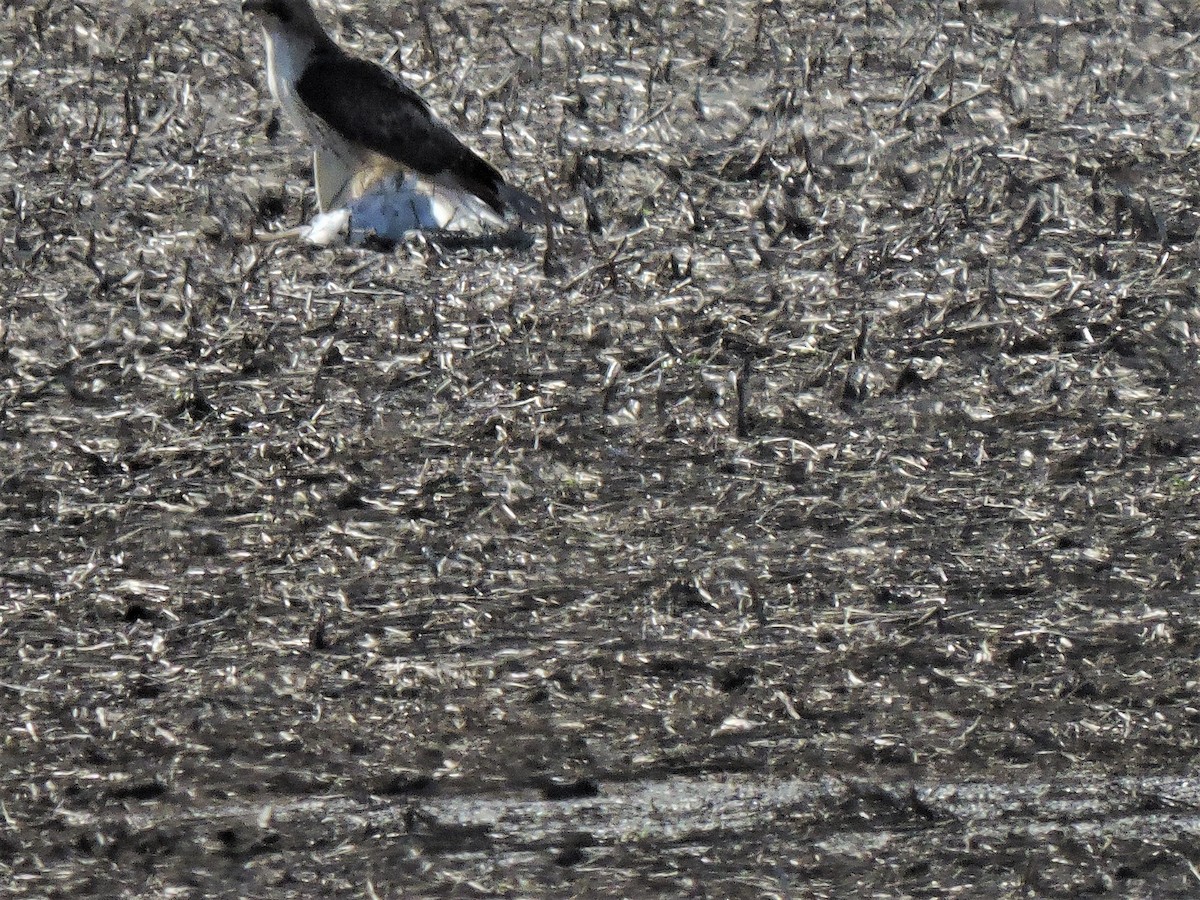 Red-tailed Hawk - ML153210871