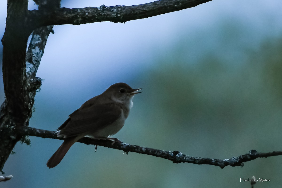 Common Nightingale - Humberto Matos