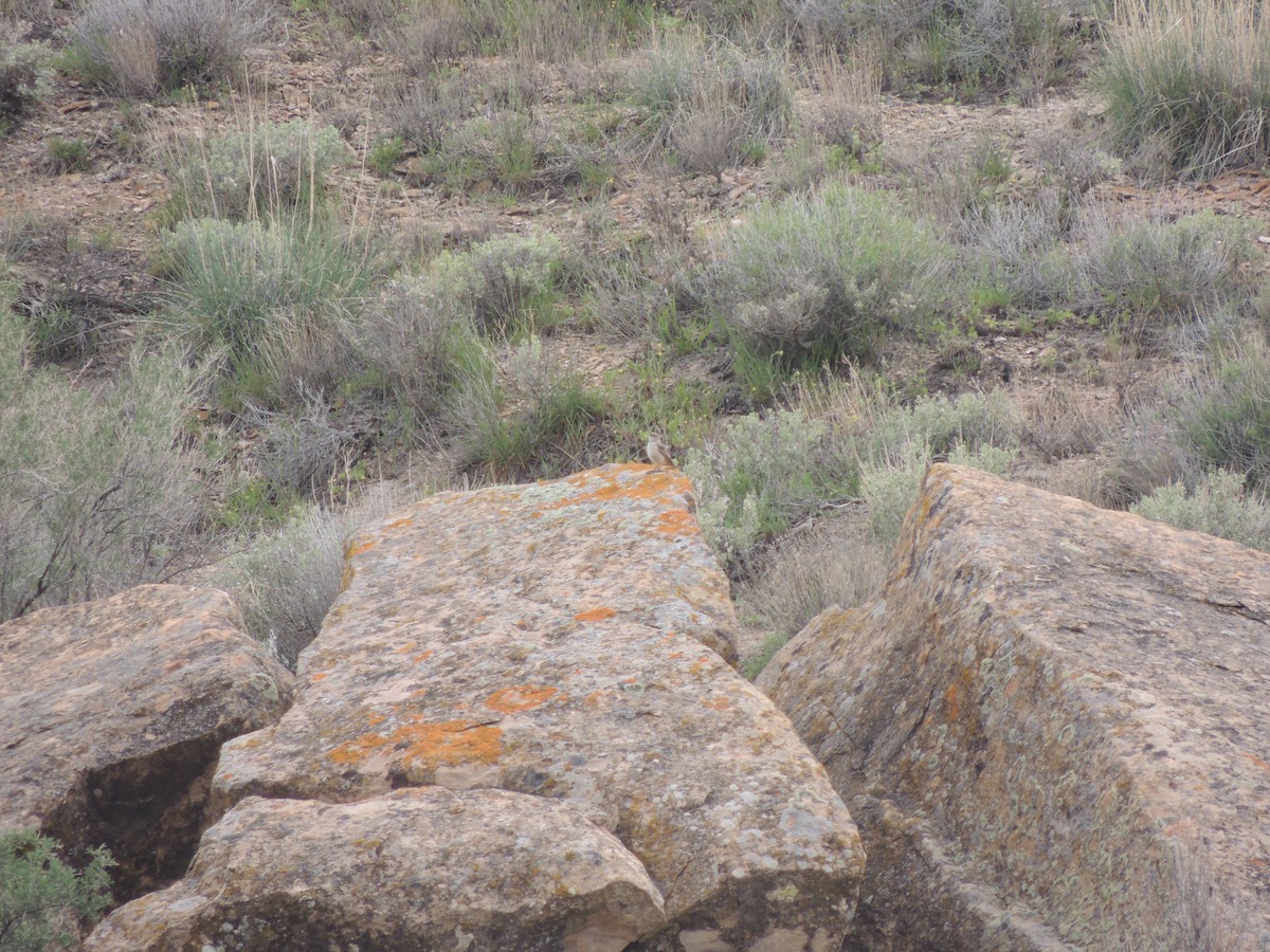 Canyon Wren - ML153212231