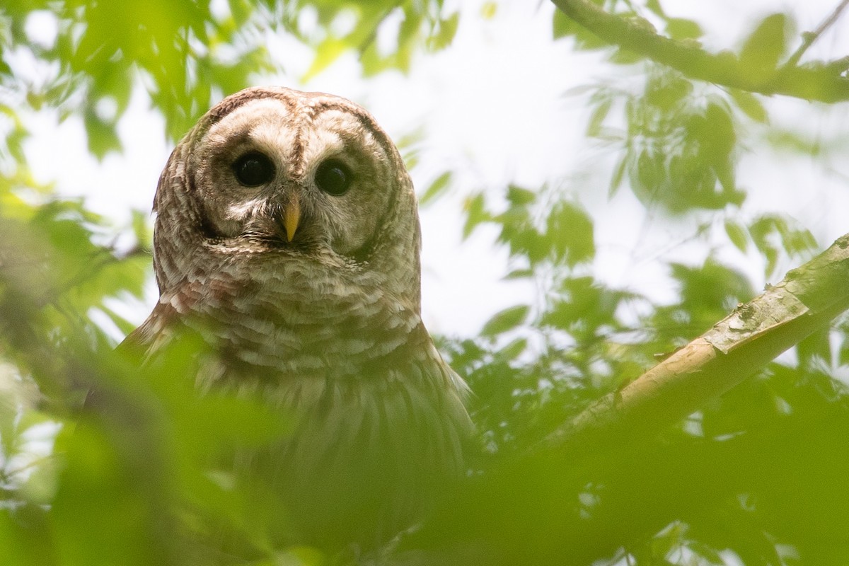 Barred Owl - ML153212491