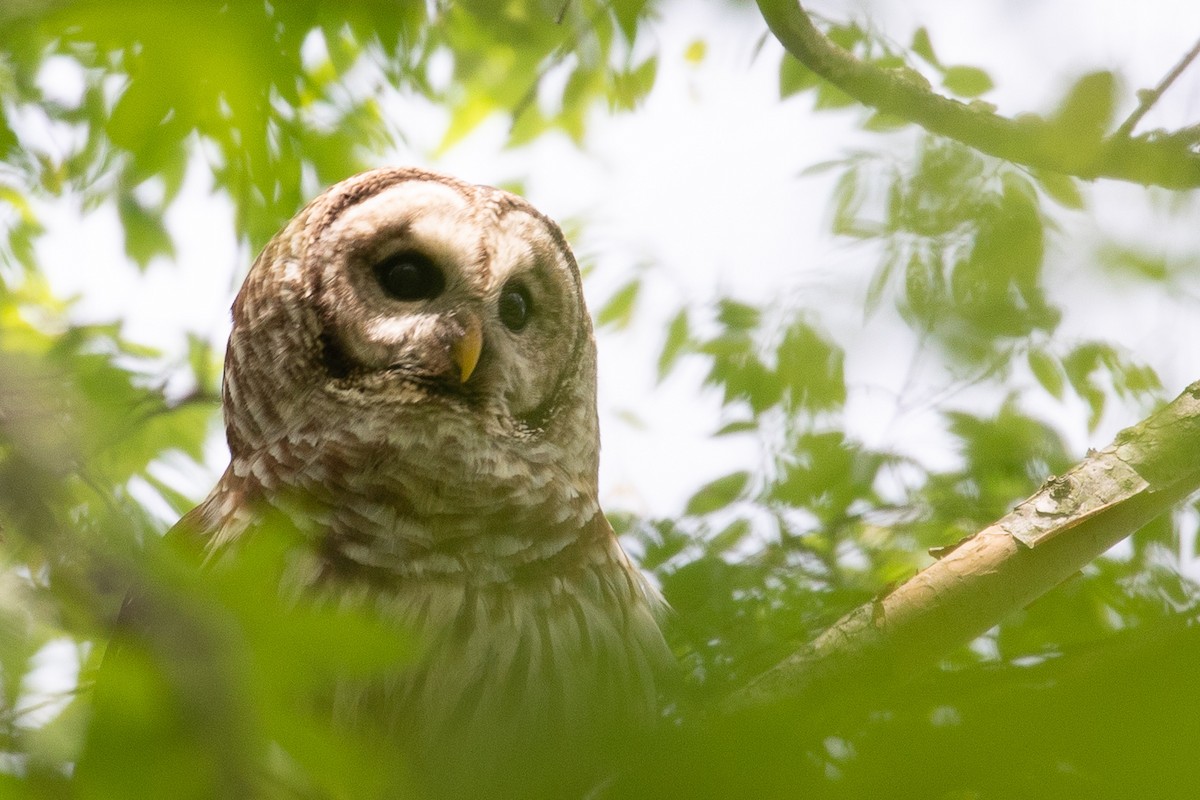 Barred Owl - ML153212501