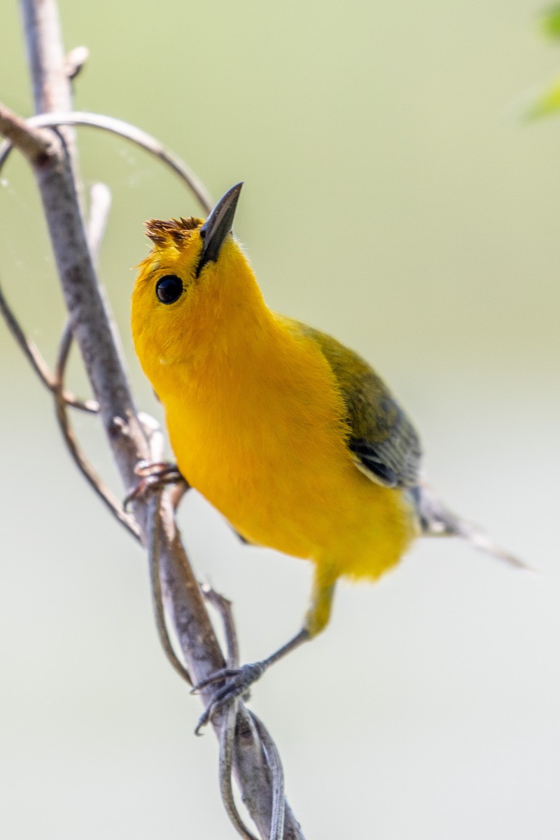 Prothonotary Warbler - ML153213391