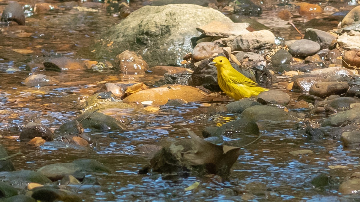 Yellow Warbler - ML153214151