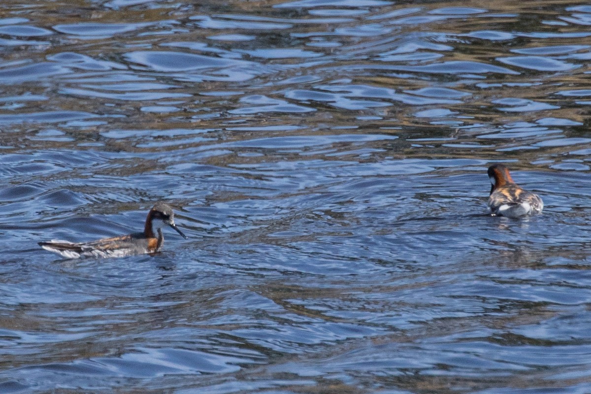 Red-necked Phalarope - Roger Adamson