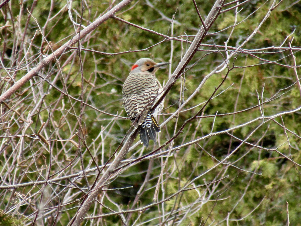 Northern Flicker - Tony Ward