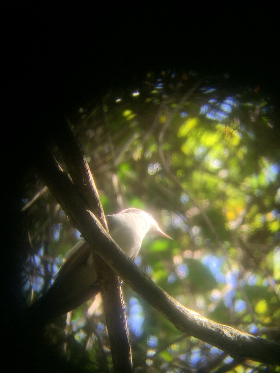 Yellow-billed Cuckoo - ML153216061