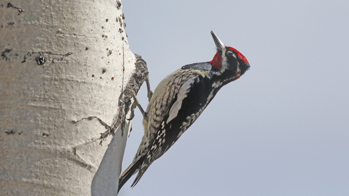 Red-naped Sapsucker - Jim Sims