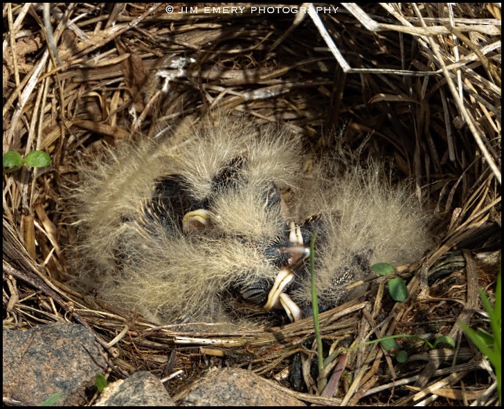 Horned Lark - Jim Emery