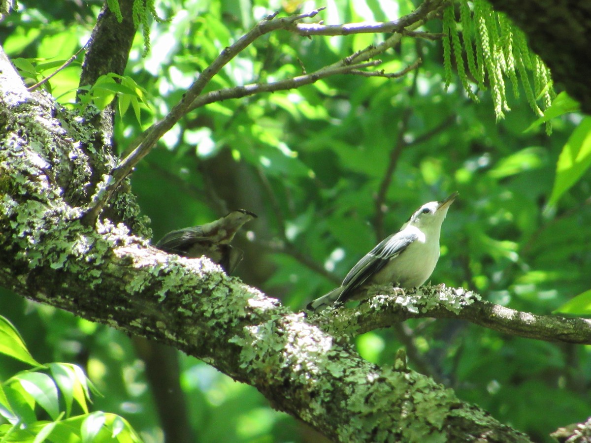 White-breasted Nuthatch - Anne Thompson