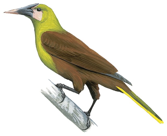 Olive Oropendola - Psarocolius bifasciatus - Birds of the World
